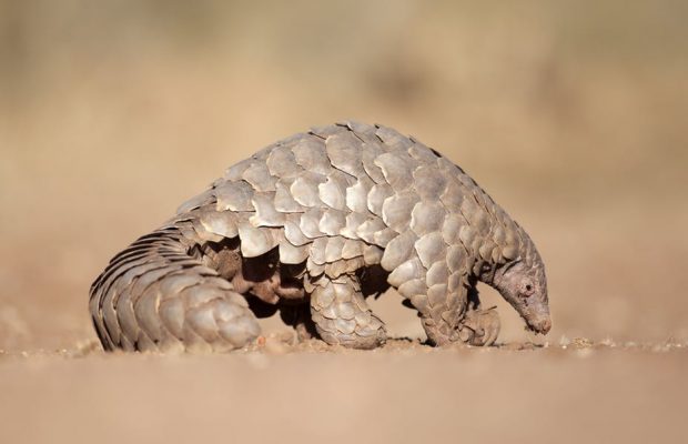 Pangolins Update: Rescued pangolin returns to the wild!