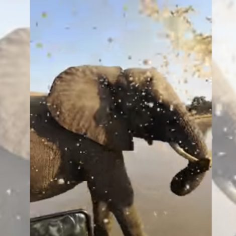 Watch: Elephant gives tour group an African Shower!
