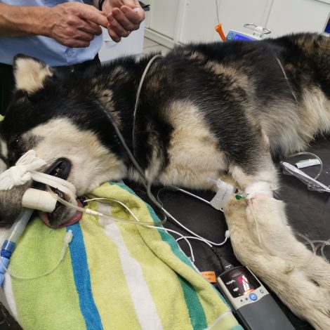 Back from the Dead: Husky saved from Black Mamba attack!