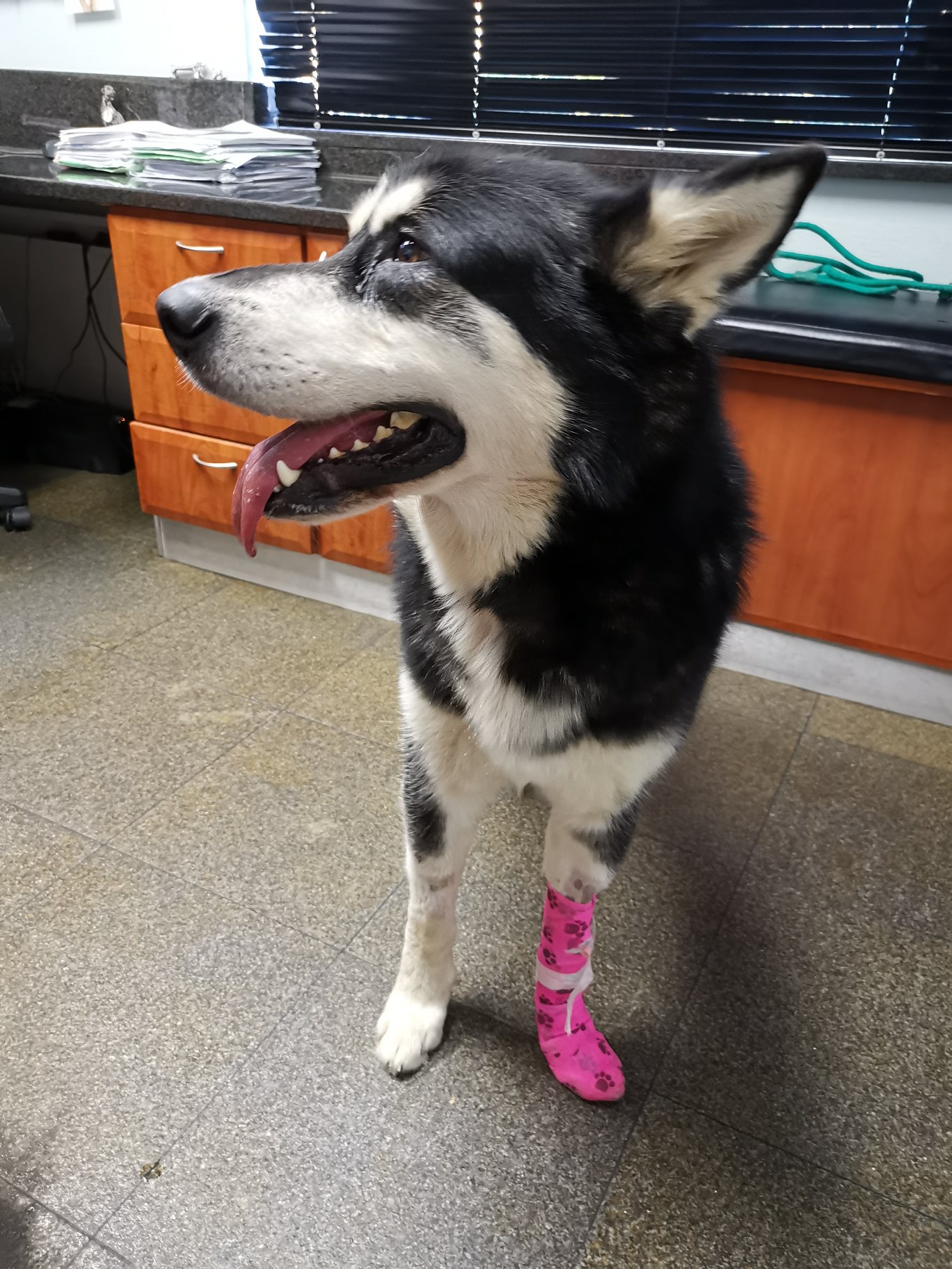 Back from the Dead: Husky saved from Black Mamba attack!