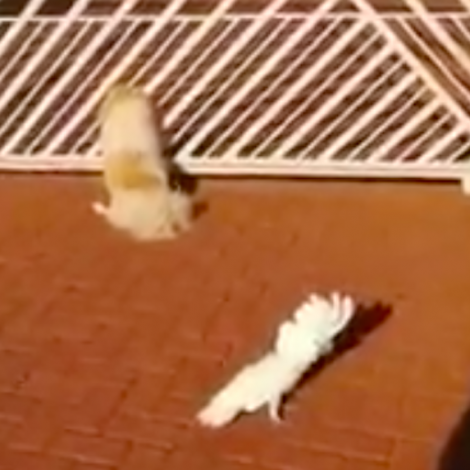Cockatoo