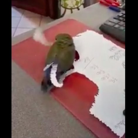 bird