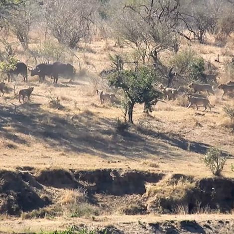 buffaloes