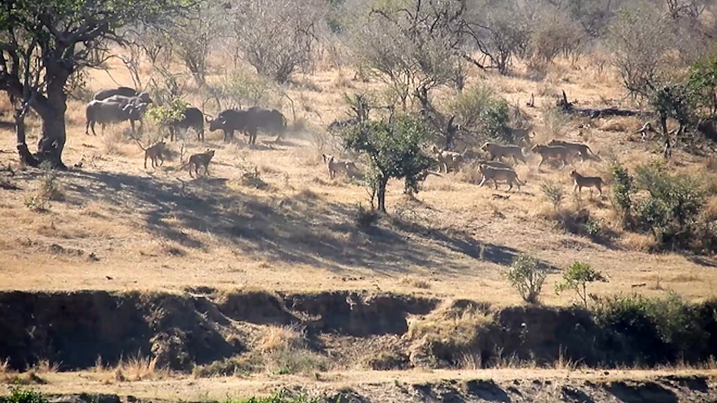 buffaloes