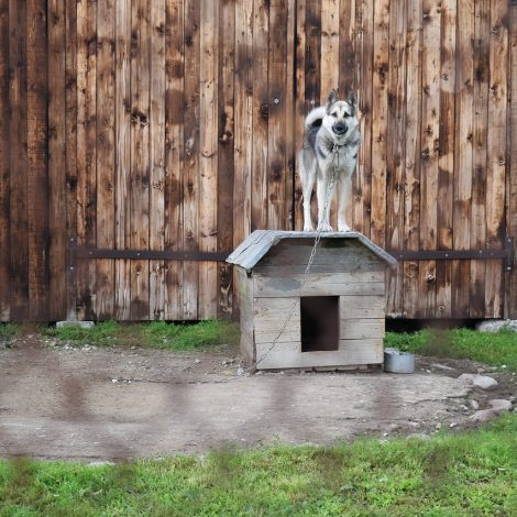 Chains kennels