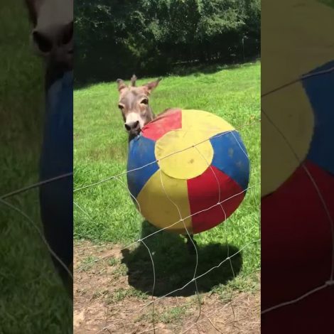 Donkey has a ball: The cutest video you will see today!