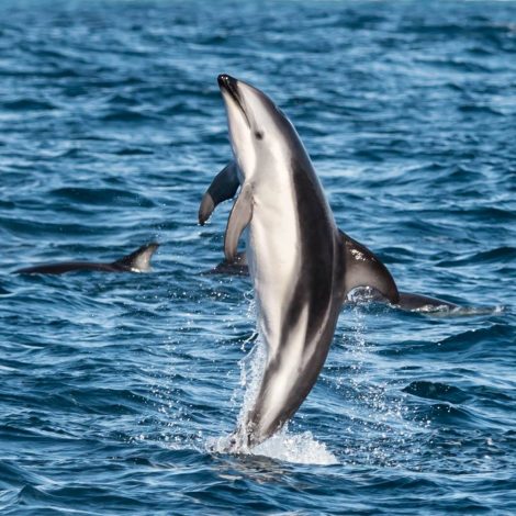 Dusky Dolphin
