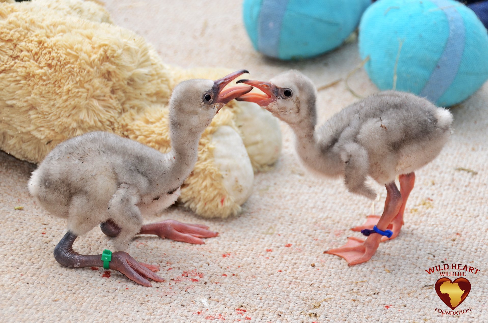 flamingos
