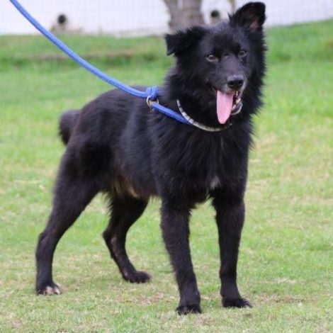 SPCA are calling on the public to help find Bilbo a forever home!