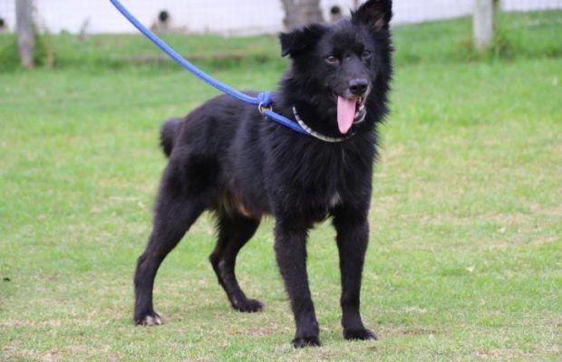 SPCA are calling on the public to help find Bilbo a forever home!