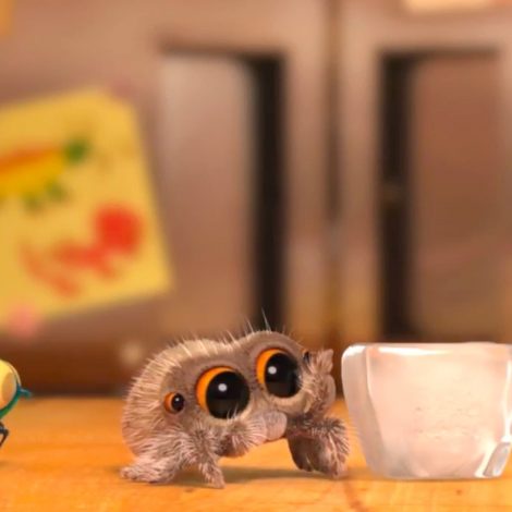 Lucas the Spider