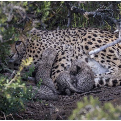 Pioneering cheetah conservation programme welcomes second litter