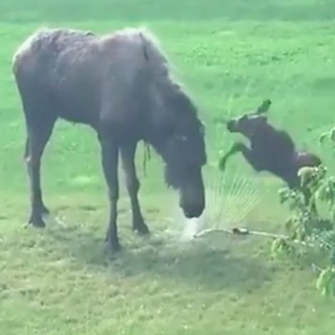moose