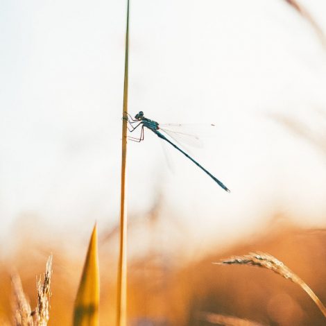 New species of Dragonfly found in South Africa!