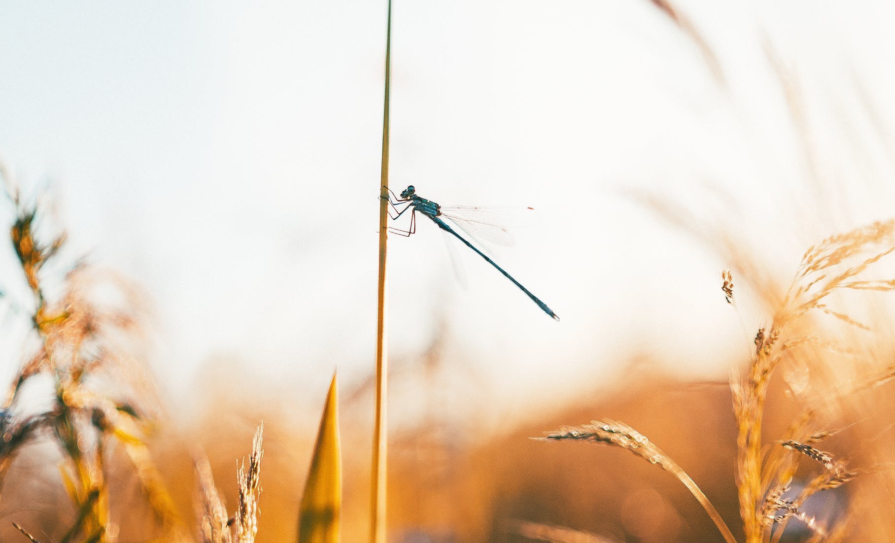 New species of Dragonfly found in South Africa!