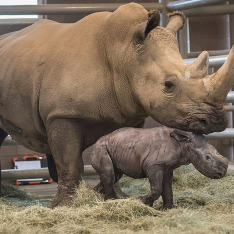 White Rhino