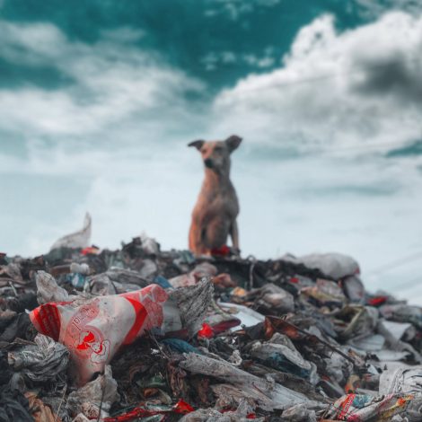 Plastic South Africa and Japan collaborate to address pollution globally!