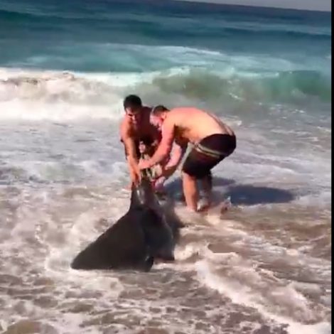 shark