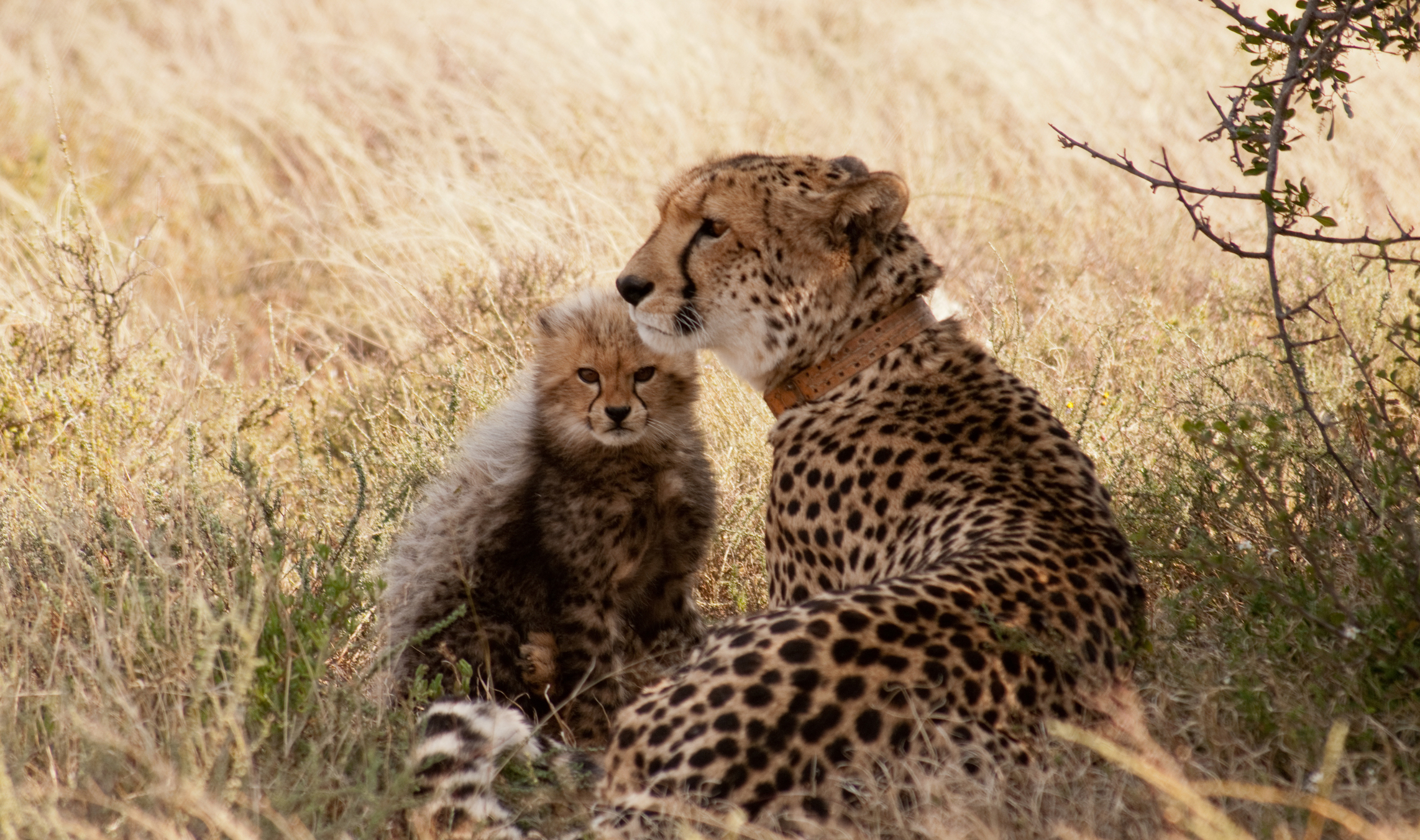 sibella-cubs-samara-karoo-south-africa-marnus-ochse-11-1