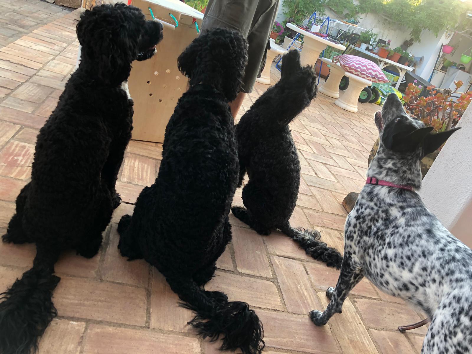 South African expat rescued a dog in Joburg and flew her to Portugal!