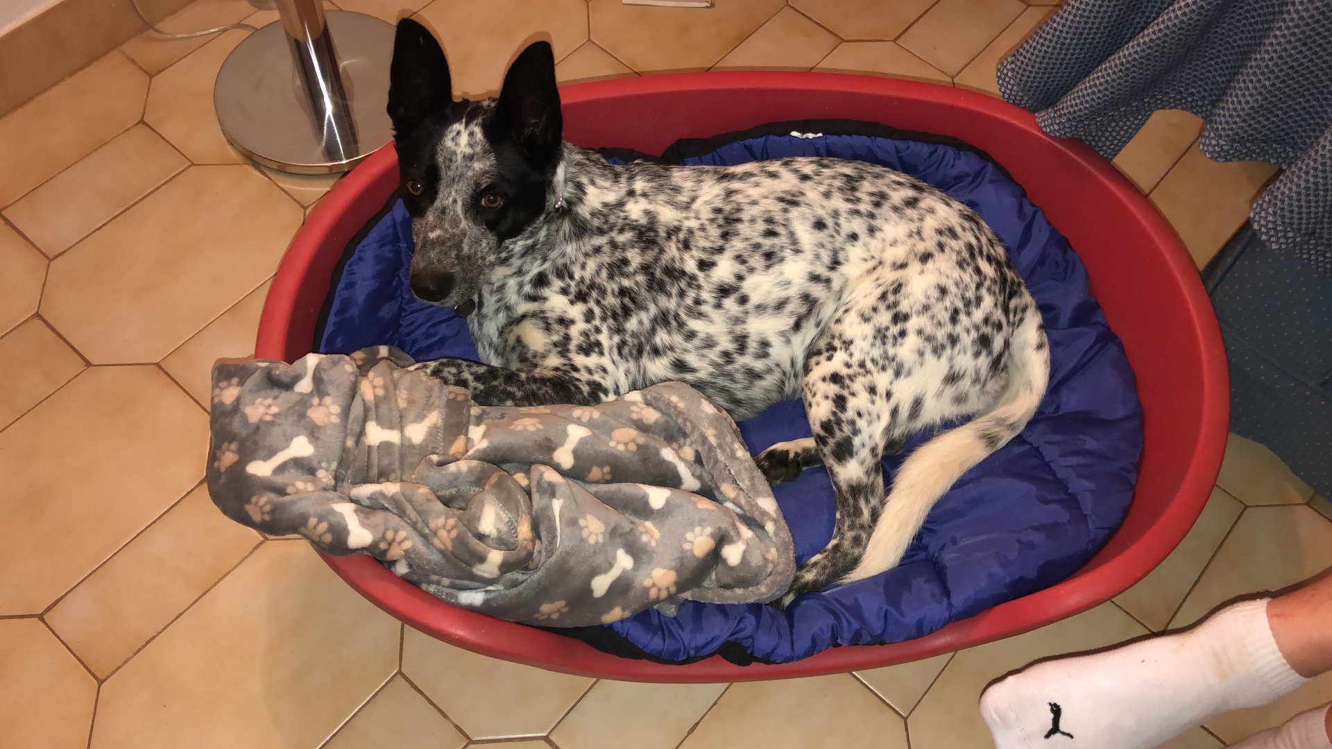South African expat rescued a dog in Joburg and flew her to Portugal!