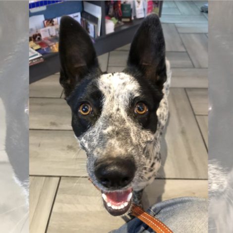 South African expat rescued a dog in Joburg and flew her to Portugal!