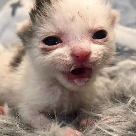 Watch: How this teeny, pink, sunburned kitten transformed after being saved!