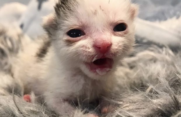 Watch: How this teeny, pink, sunburned kitten transformed after being saved!