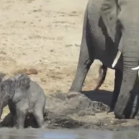 Watch: A baby Elephant playing in the water is the cutest thing you will see today!