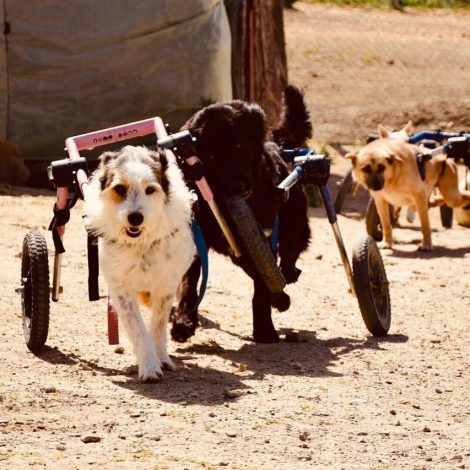 Watch: Group of disabled pups running on the beach is going viral for all the right reasons!