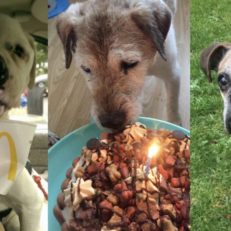 Woman creates hospice for abandoned dogs to give them a loving end.