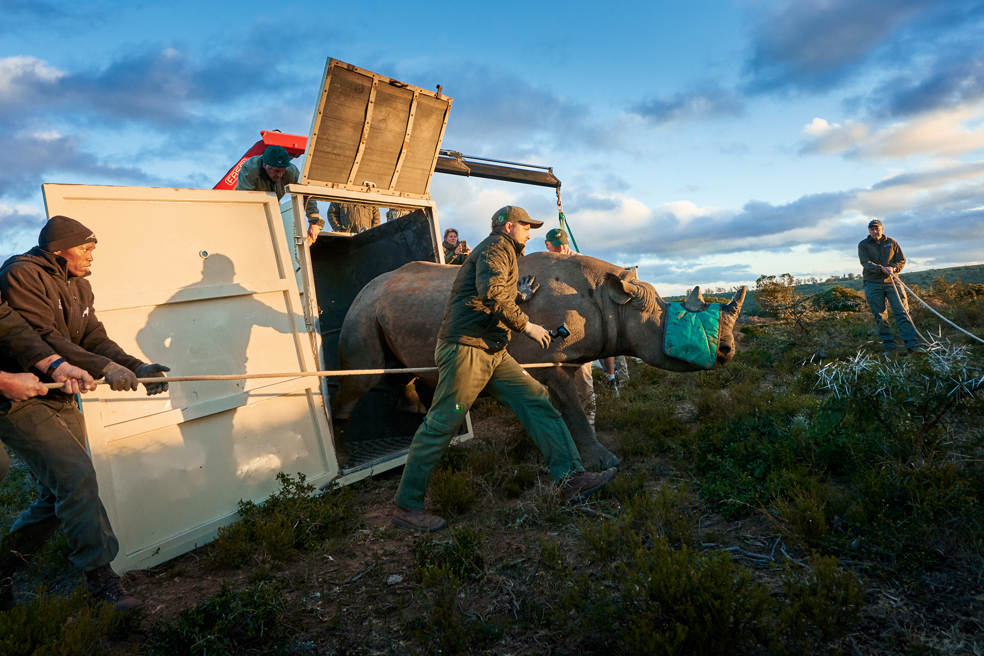 WWF celebrates translocating the 200th Black Rhino!