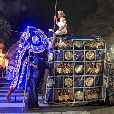 Tikiiri was withdrawn from the parade after a Facebook post went viral. The owner of a 70-year-old Asian elephant has pulled i