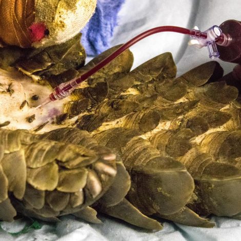 World First: Pangolin to Pangolin blood transfusion might save the little one's life!