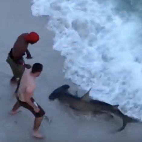 A group of beach-goers bravely stepped in to rescue a hammerhead shark that swam ashore with a hook in its mouth.