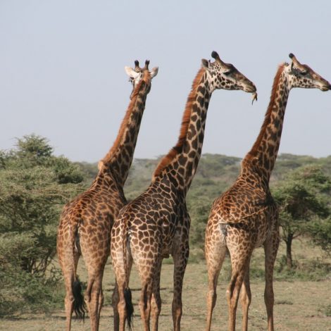 Giraffes
