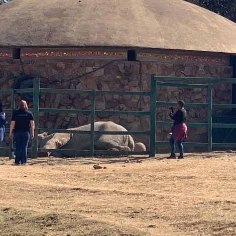 Joburg zoo elephants