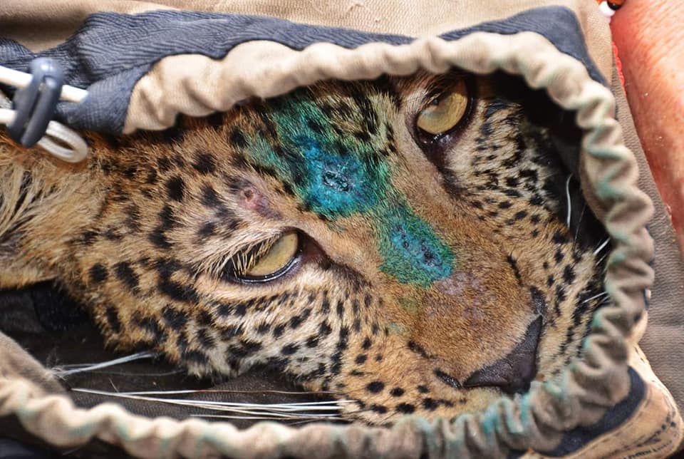 In Pics: Saving a little Leopard baby and getting her ready for the wild!