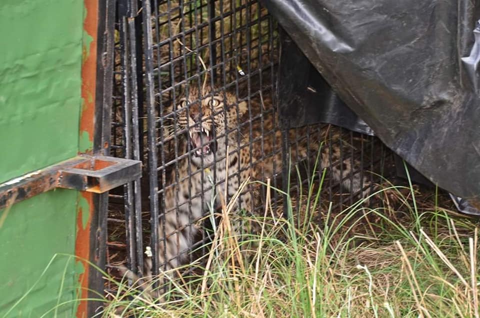 Mother leopards teach their cubs to swim, climb, hunt, and how to protect themselves from predators, but this cub is going to need the help of humans to teach her to be wild! 