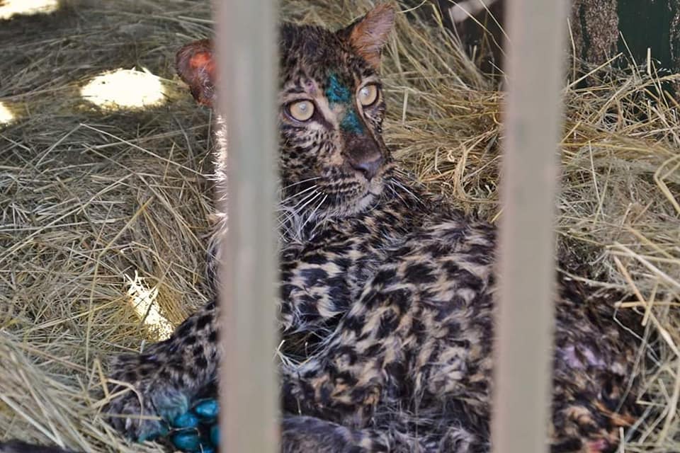 Mother leopards teach their cubs to swim, climb, hunt, and how to protect themselves from predators, but this cub is going to need the help of humans to teach her to be wild! 