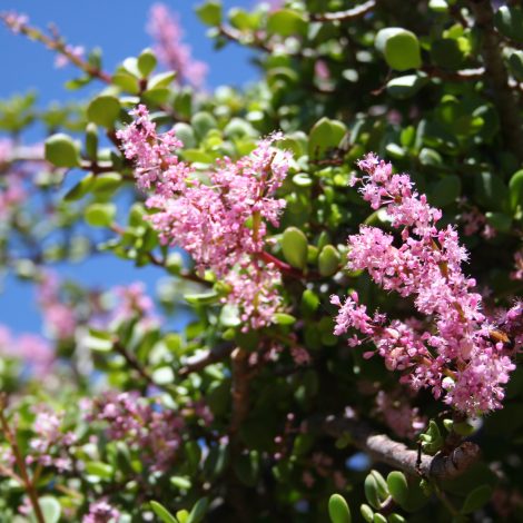 Spekboom - South African miracle plant that removes more CO2 than Amazon!!!
