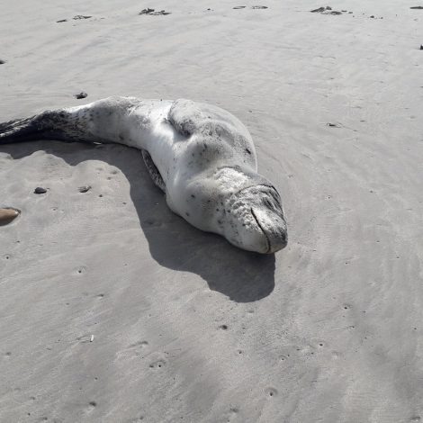 seal