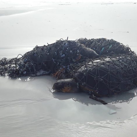 Pics: Seal and Loggerhead Turtle rescued from fishing net