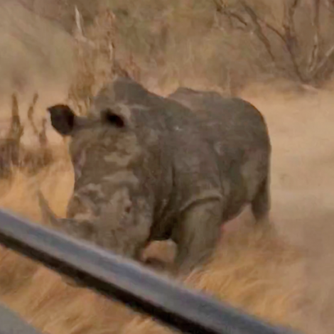 rhino