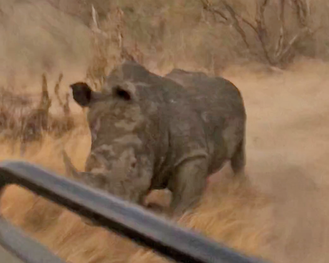 rhino