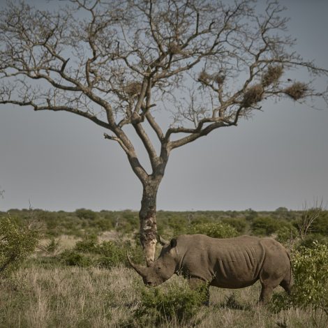 Rhino Tears Wine raises R2 million to combat poaching!!!