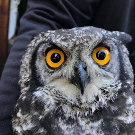 Eagle Owl