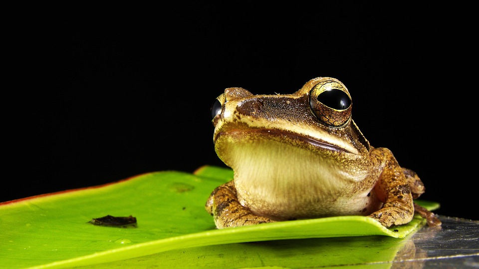 Dr Jeanne Tarrant on her work with the Threatened Amphibian Programme
