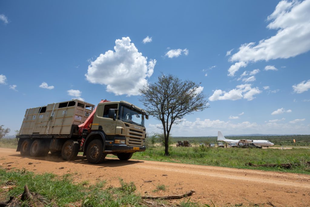 Groundbreaking Relocation of Nine Critically Endangered Black Rhino from South Africa to Singita Grumeti in Tanzania