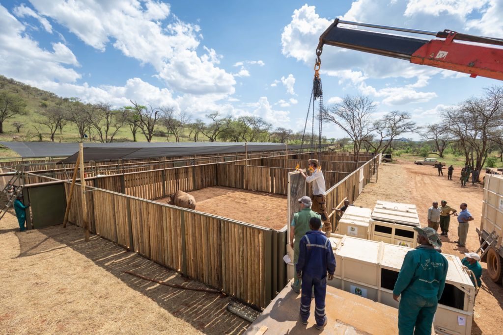 Groundbreaking Relocation of Nine Critically Endangered Black Rhino from South Africa to Singita Grumeti in Tanzania